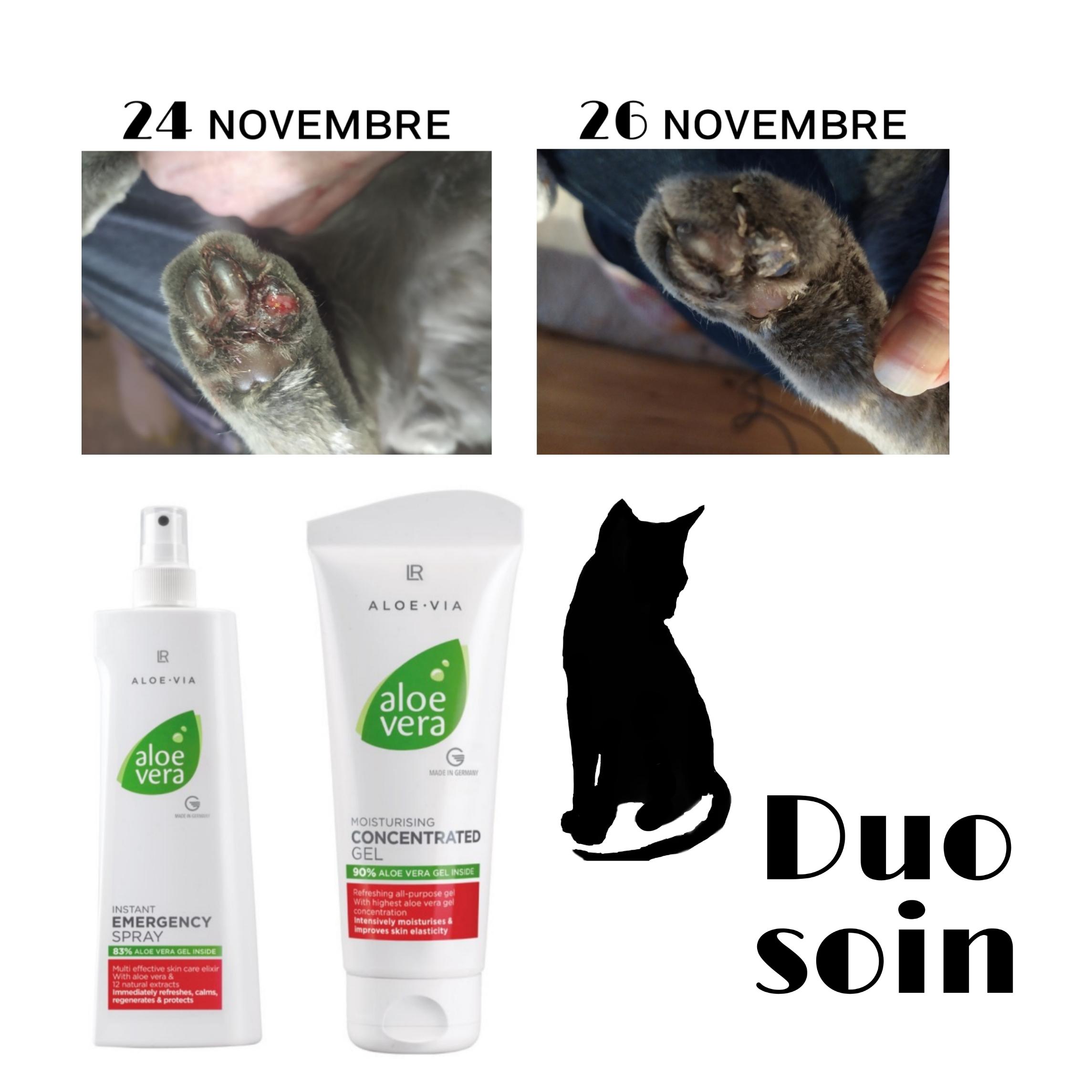 Chat