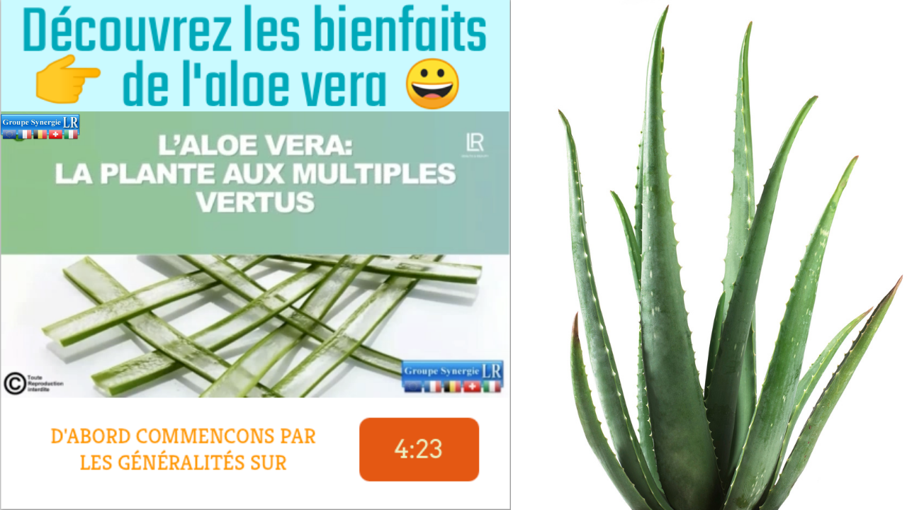 Teaser Les Bienfaits De Laloe Vera 2669